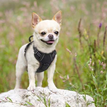 Rabbitgoo No-Pull Dog Harness, 2 Clips | Paws of Oz