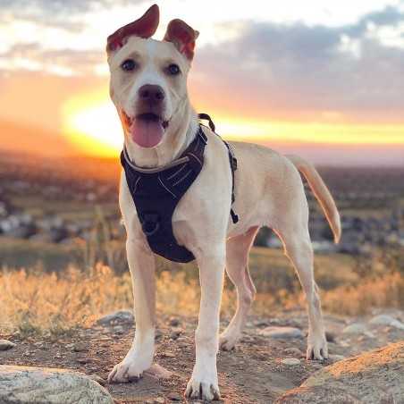 Rabbitgoo No-Pull Dog Harness, 2 Clips | Paws of Oz